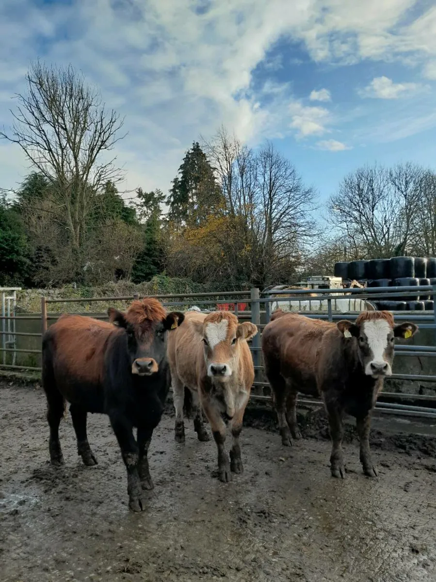 Heifers - Image 1