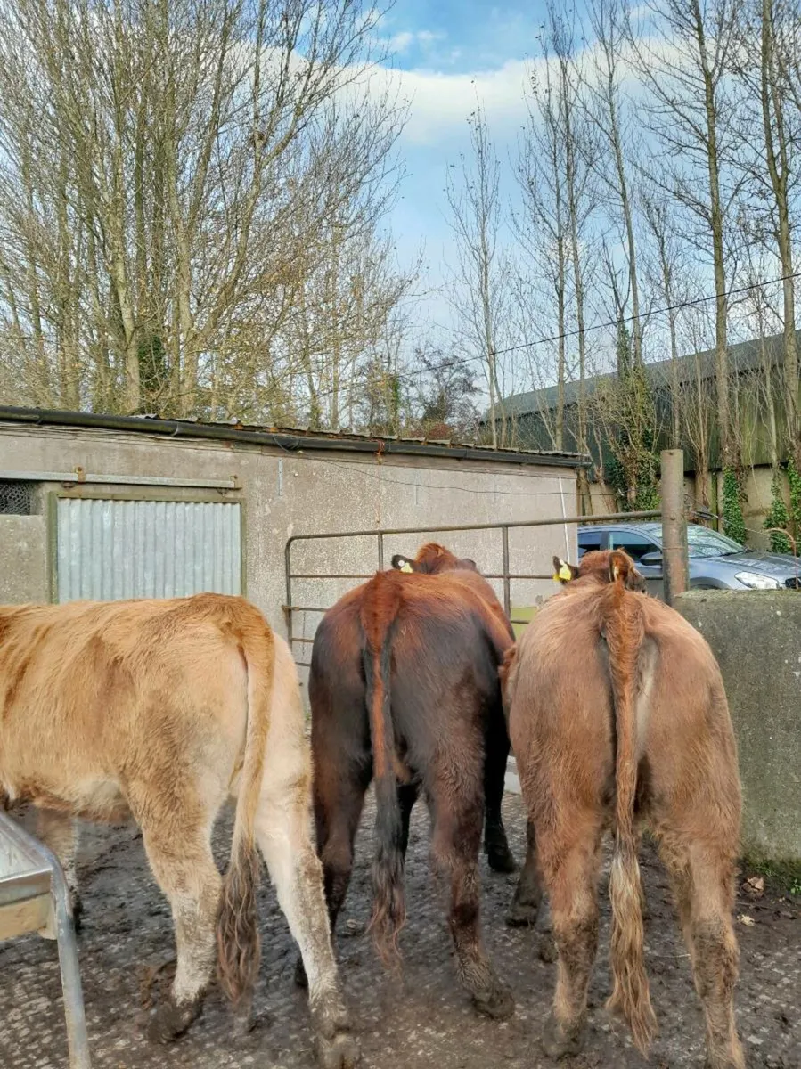 Heifers - Image 2
