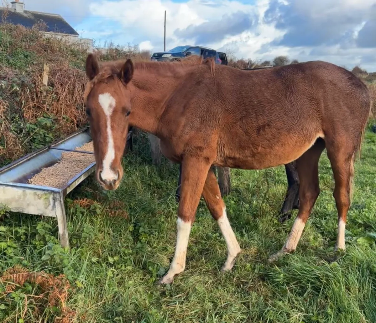 Nice Thoroughbred Horse - Image 1