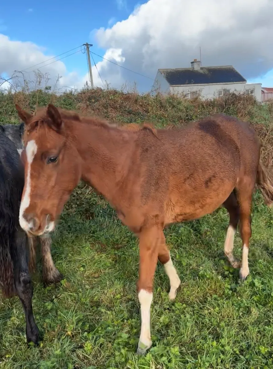 Nice Thoroughbred Horse - Image 2