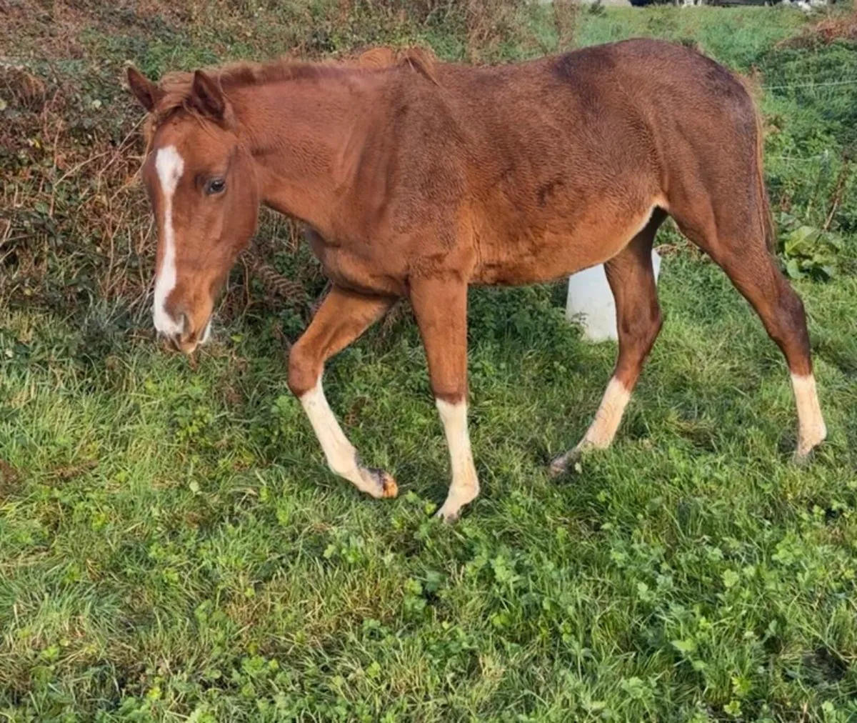 Nice Thoroughbred Horse - Image 3