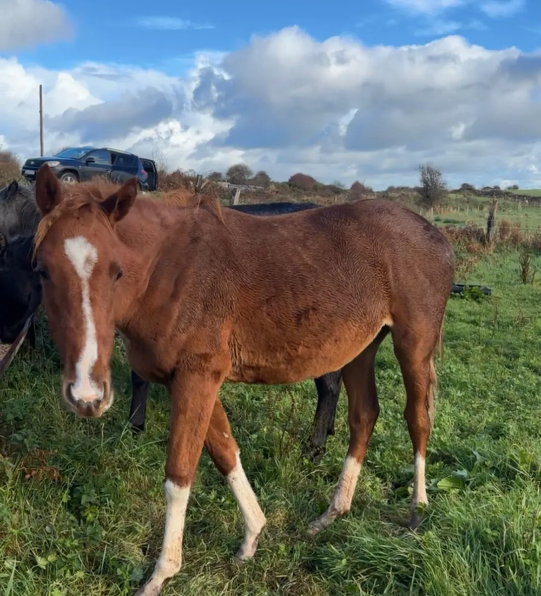 Nice Thoroughbred Horse - Image 4