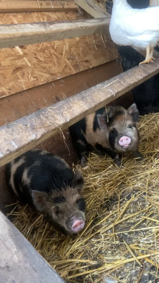 Kune kune piglets - Image 1