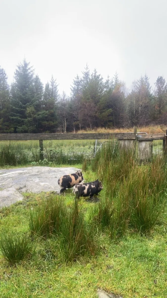 Kune kune piglets - Image 2