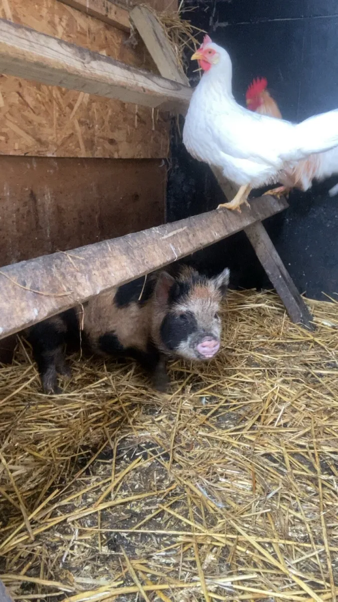 Kune kune piglets - Image 3