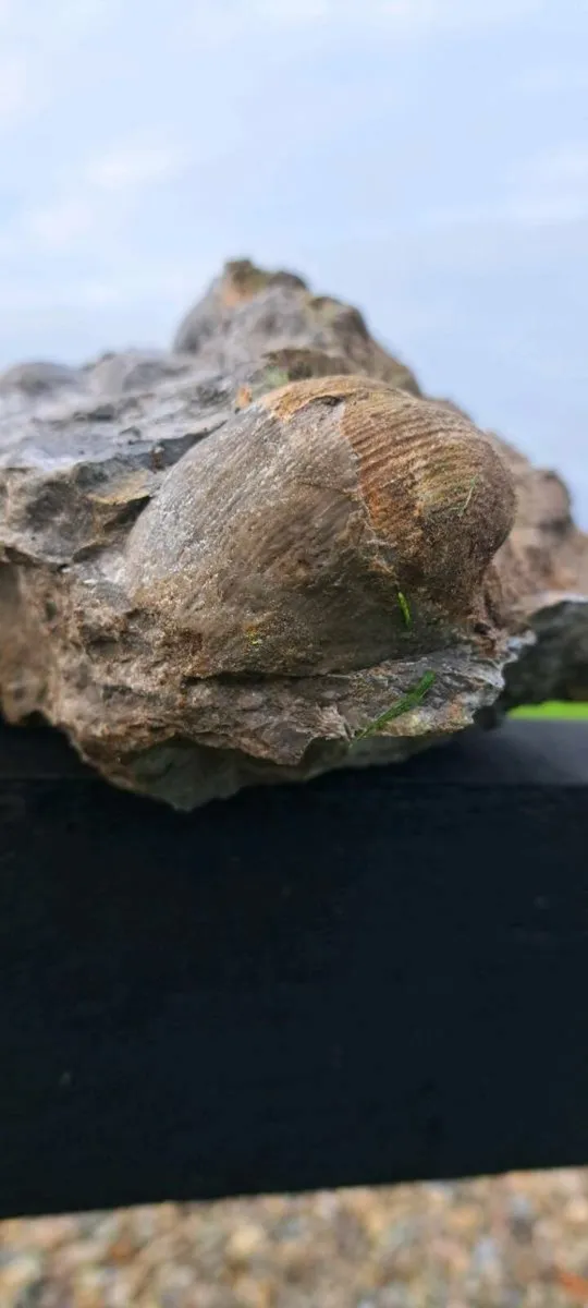 Old fossel - Image 1