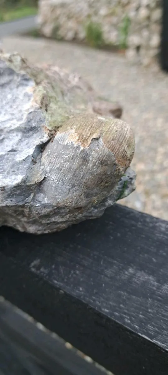 Old fossel - Image 2