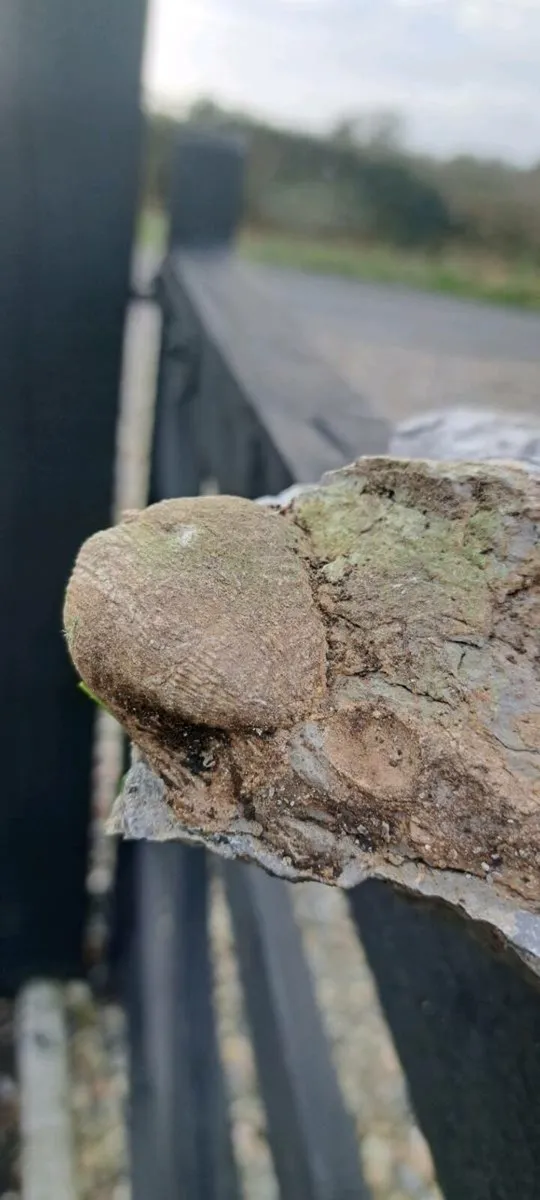 Old fossel - Image 3