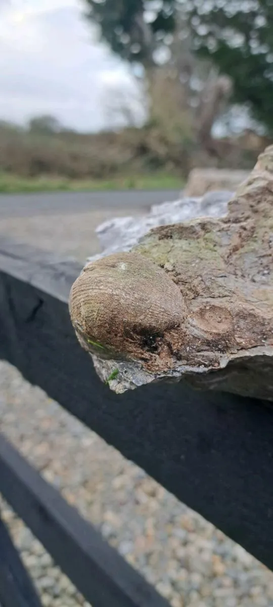 Old fossel - Image 4