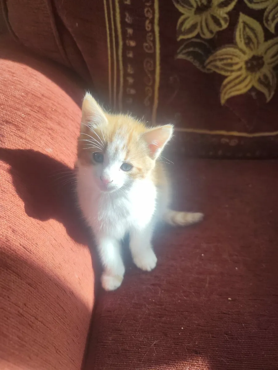 3 adorable kittens - Image 1