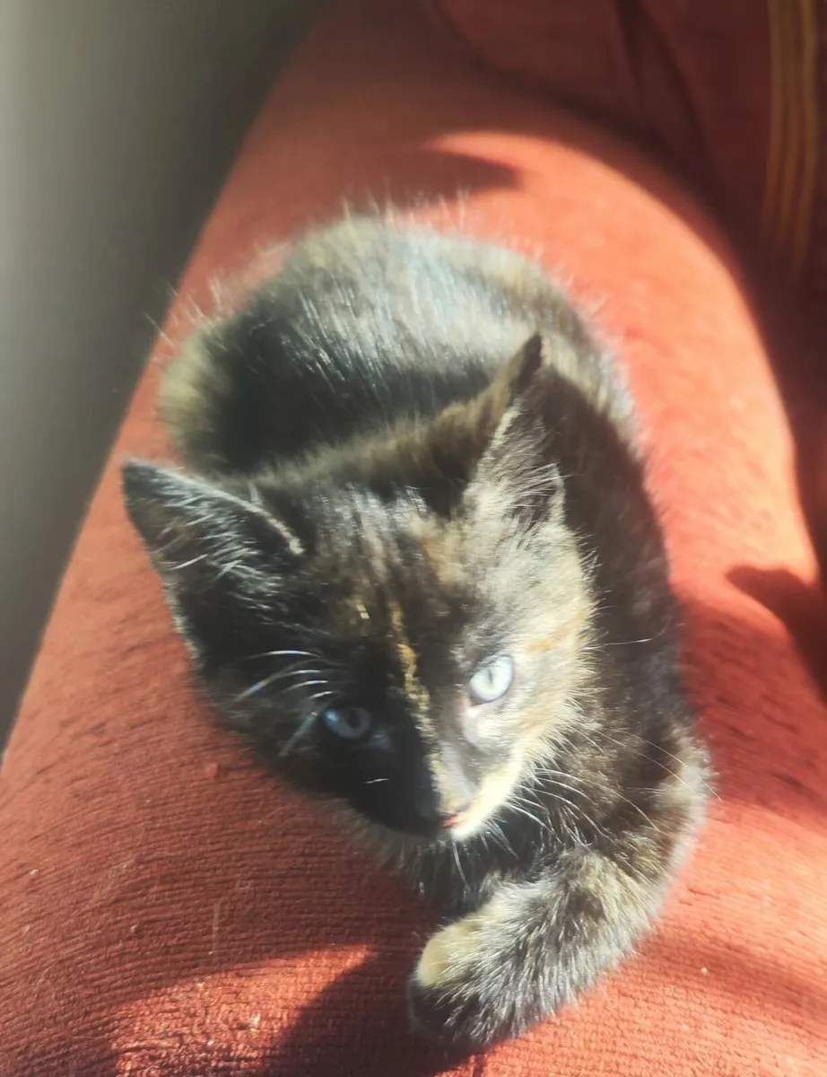 3 adorable kittens - Image 2