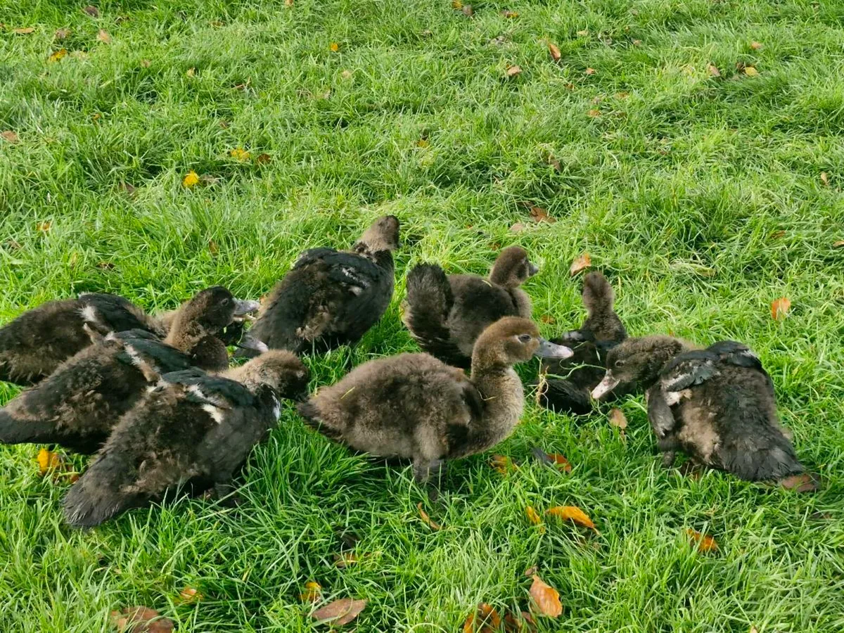 Muscovy ducklings & isabella brahma - Image 1