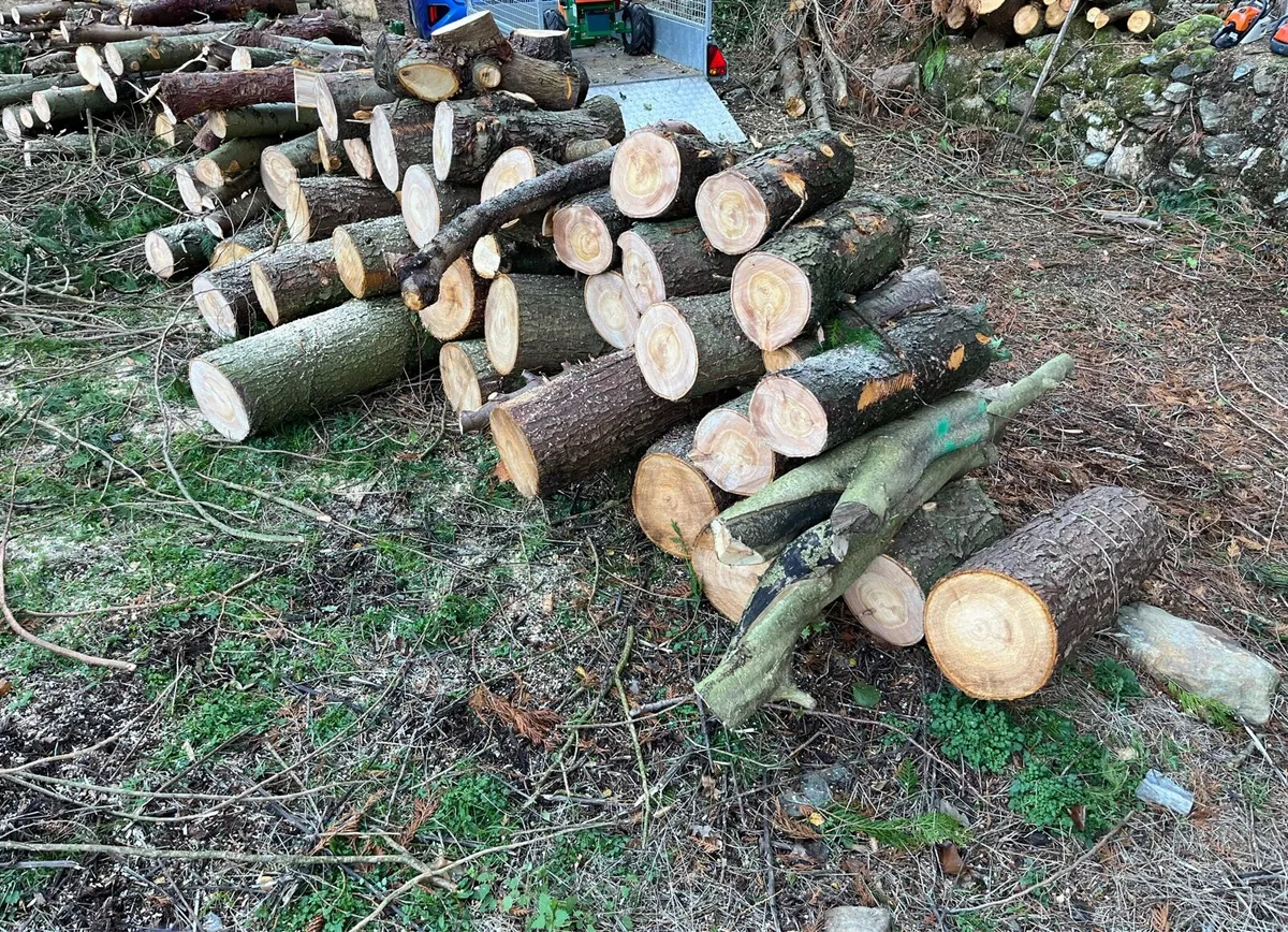 Timber for sale - Image 3
