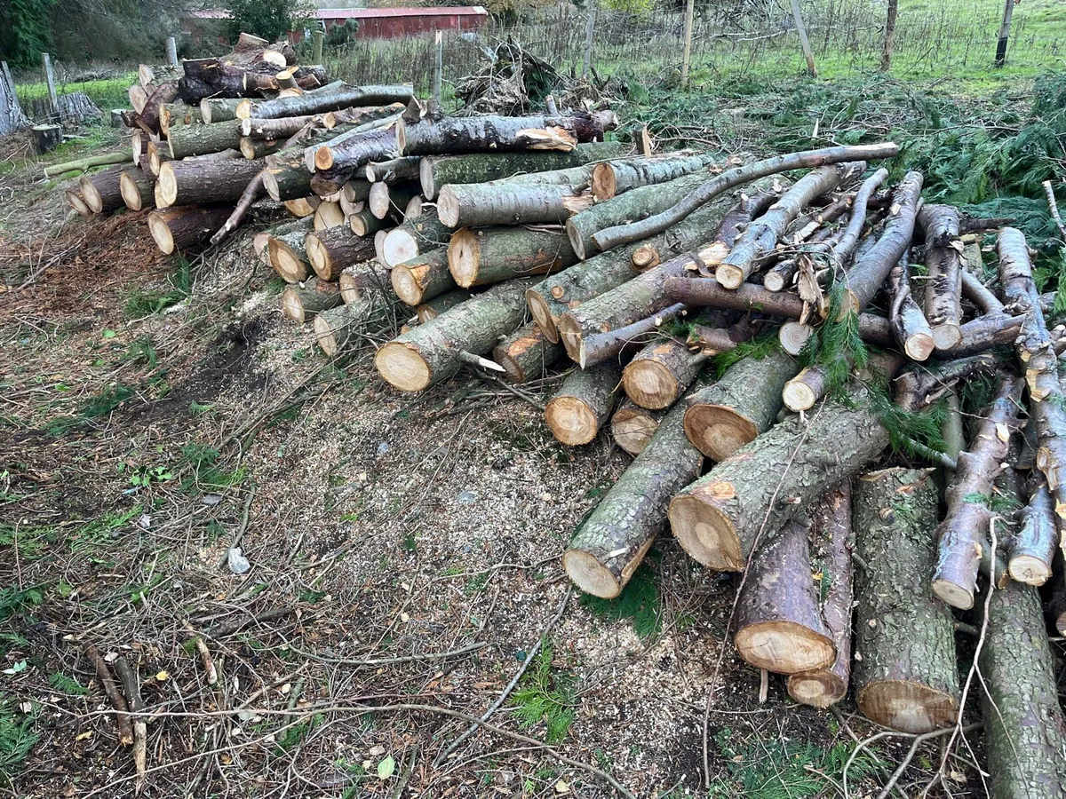 Timber for sale - Image 4