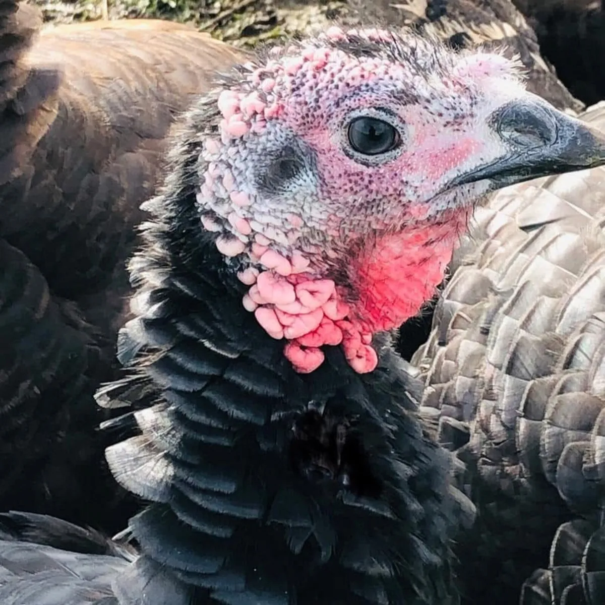 CHRISTMAS BRONZE TURKEYS - Image 1