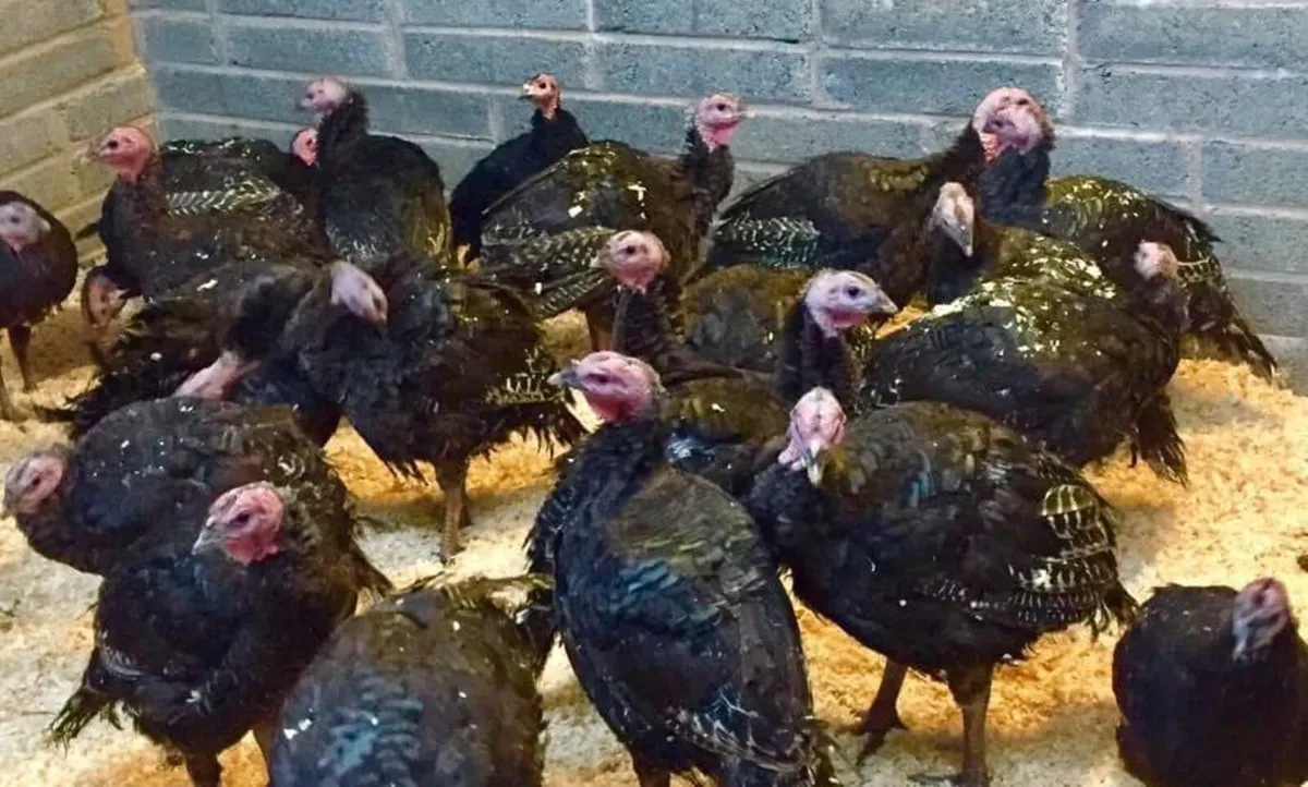 CHRISTMAS BRONZE TURKEYS - Image 2