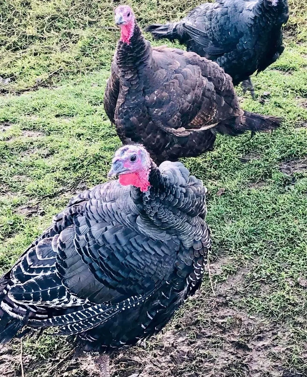 CHRISTMAS BRONZE TURKEYS - Image 3