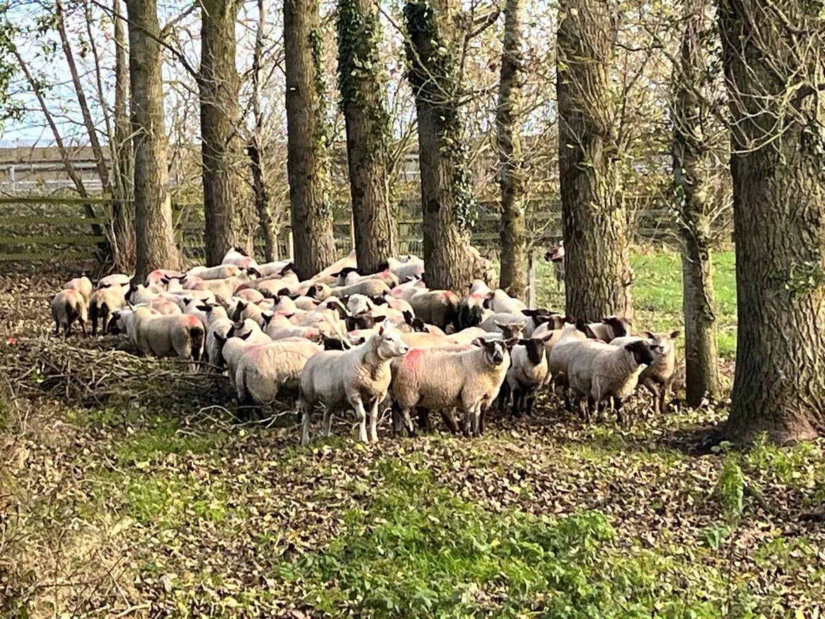 Store Lambs - Image 2