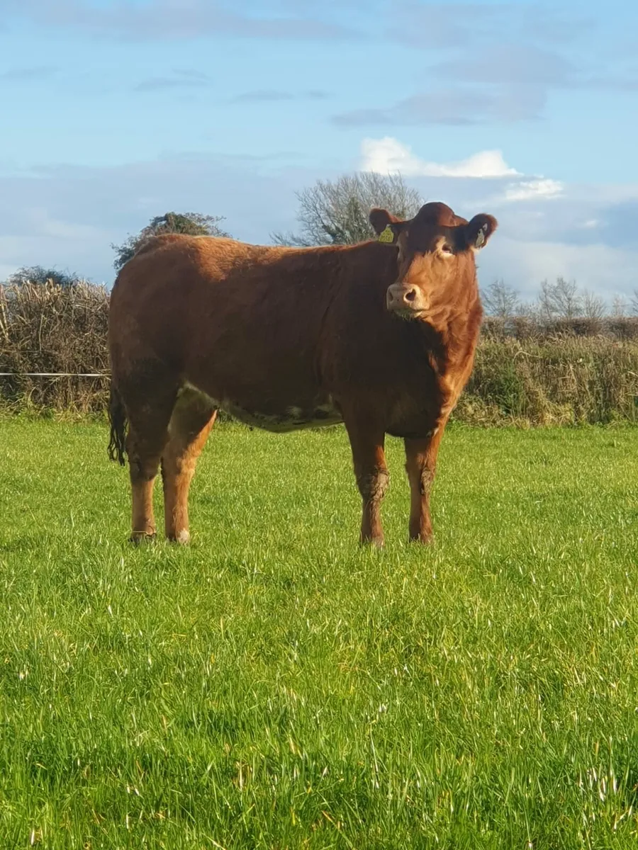 Heifers heading to elphin - Image 2