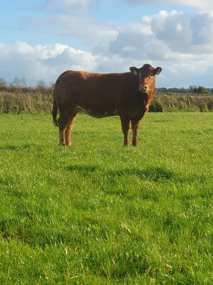 Heifers heading to elphin - Image 3