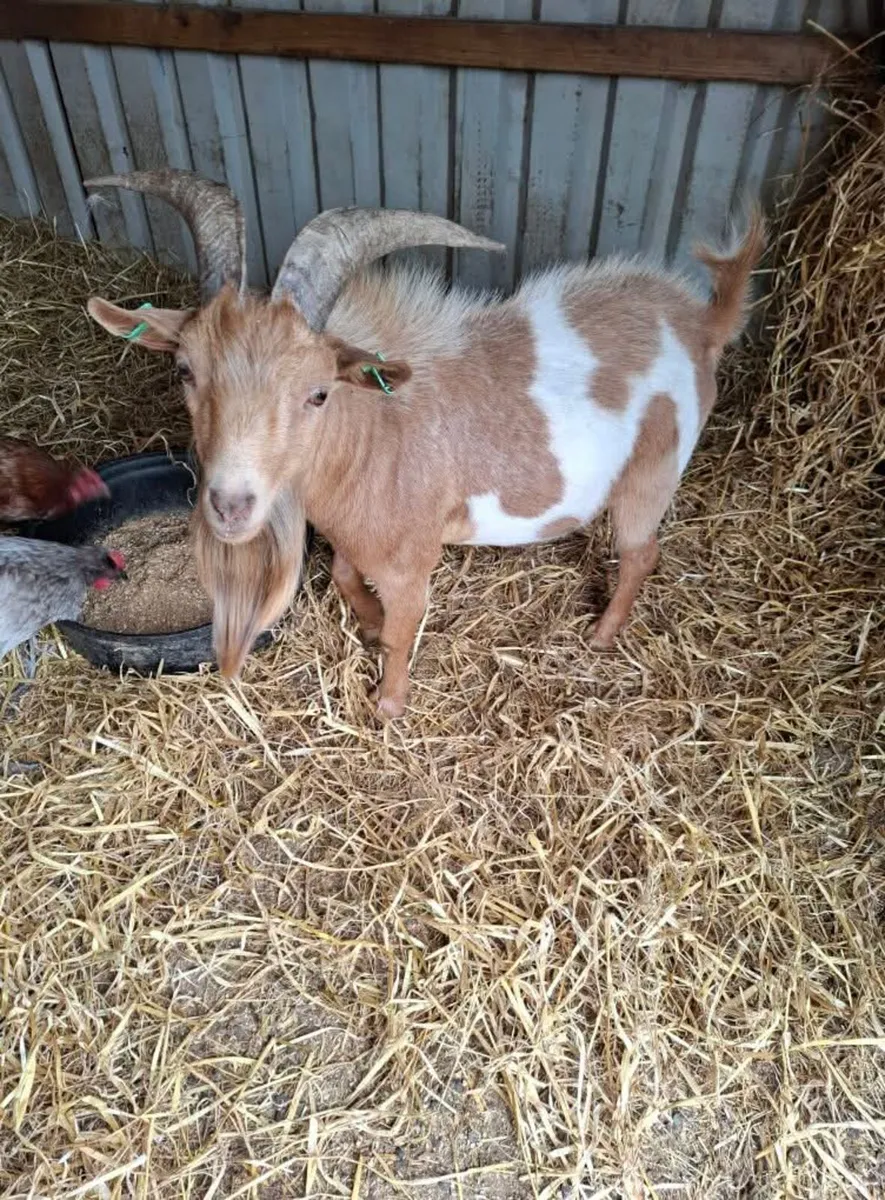 Male pygmy goat - Image 1