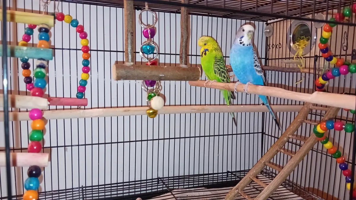 Budgies - Image 2