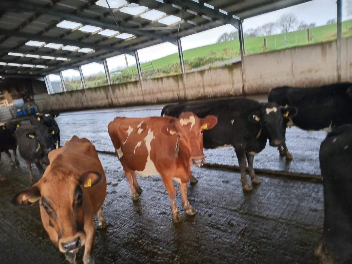 Young empty cows - Image 2