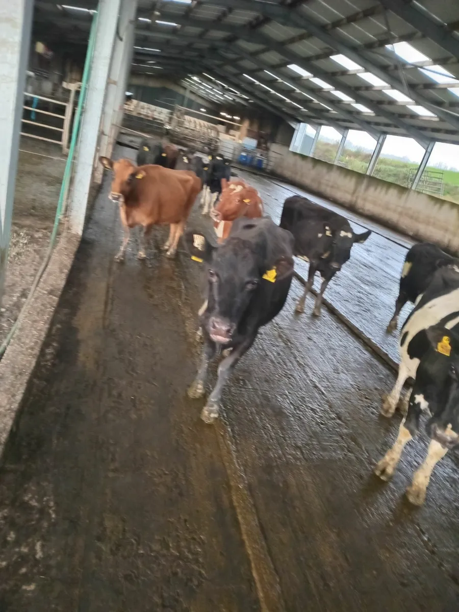 Young empty cows - Image 3