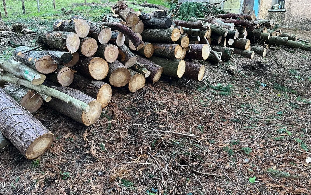 Timber for sale - Image 1