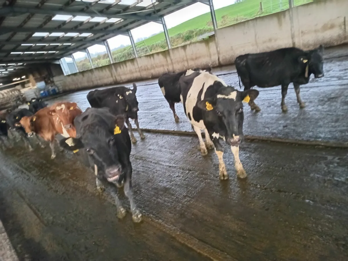 Young empty cows - Image 4