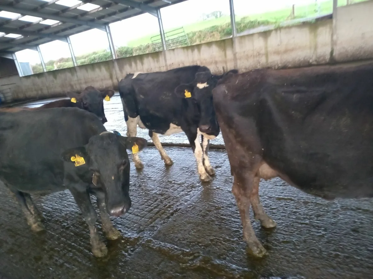 Young empty cows - Image 1