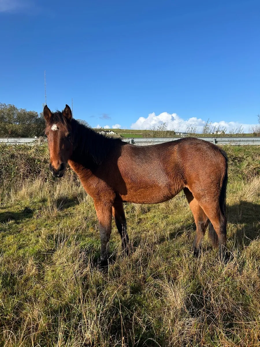 2 year old Connemara filly - Image 1