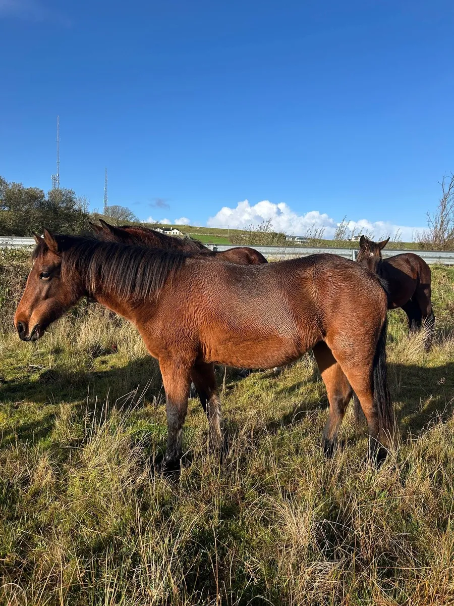 2 year old Connemara filly - Image 2