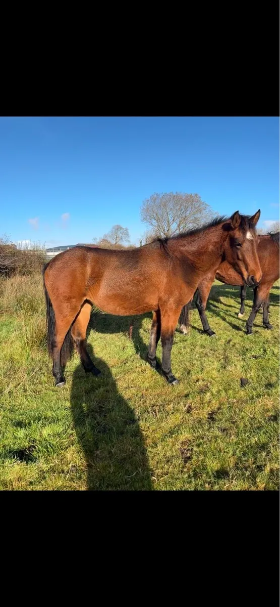 2 year old Connemara filly - Image 3