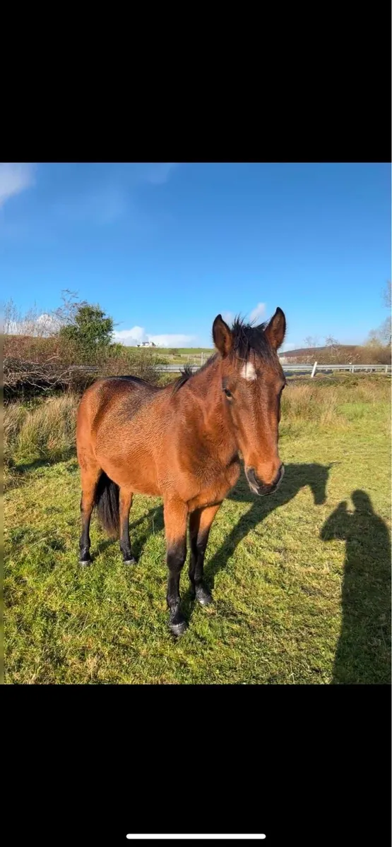 2 year old Connemara filly - Image 4