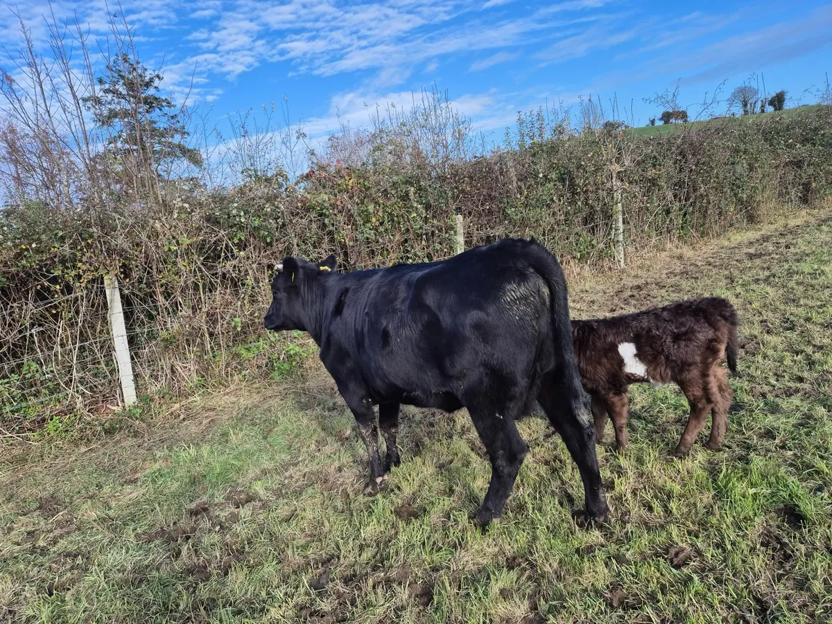 Beef cattle - Image 1