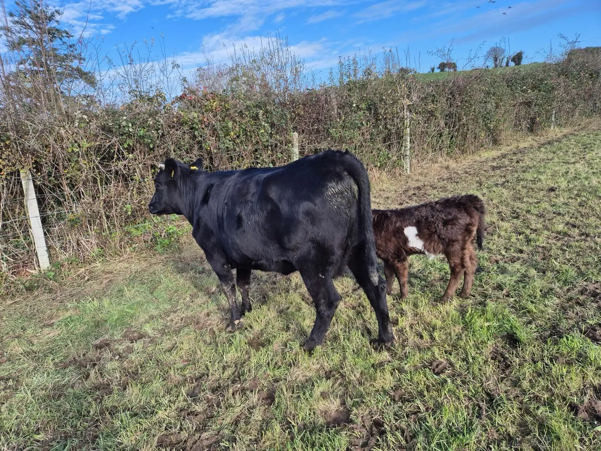 Beef cattle - Image 2