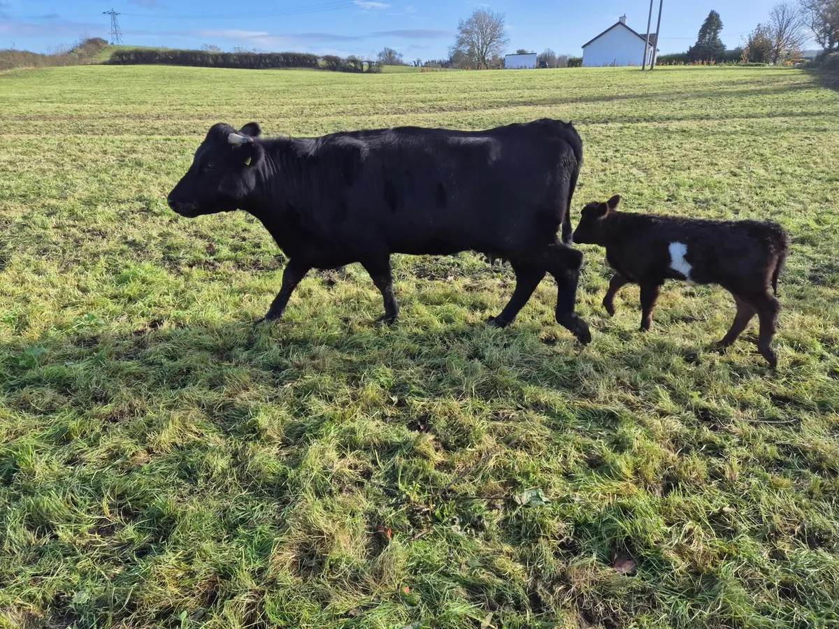 Beef cattle - Image 4