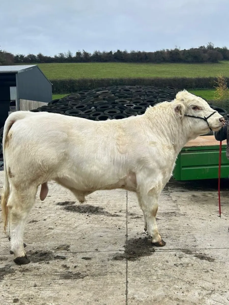 Powerful White Shorthorn Bull - Image 1