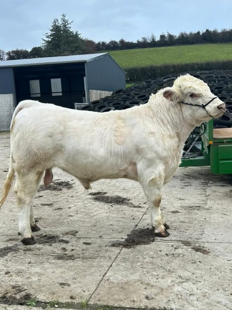 Powerful White Shorthorn Bull - Image 2