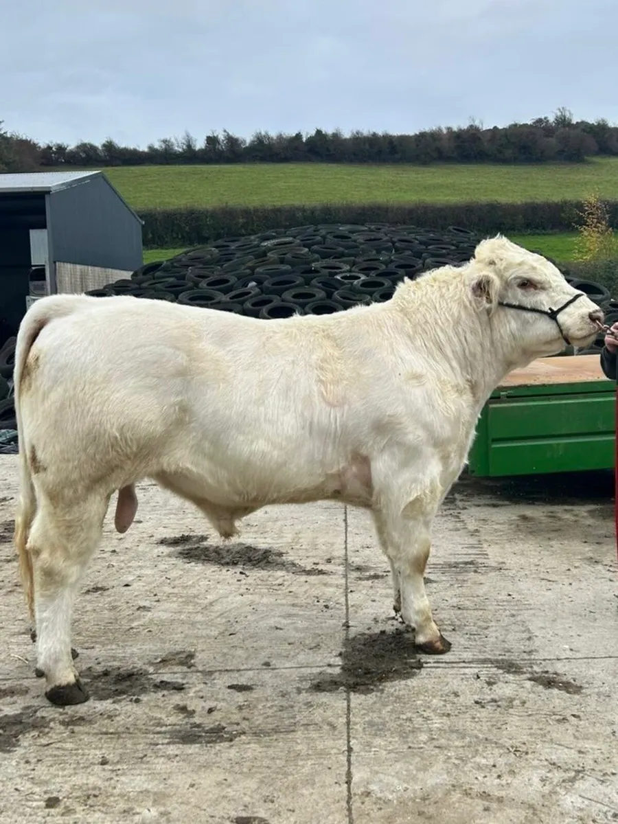 Powerful White Shorthorn Bull - Image 3