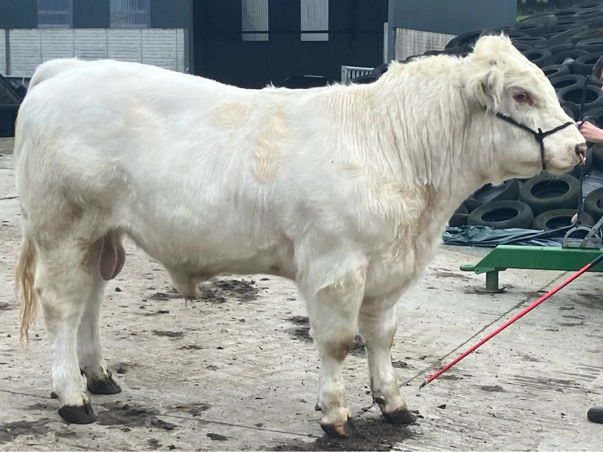 Powerful White Shorthorn Bull - Image 4