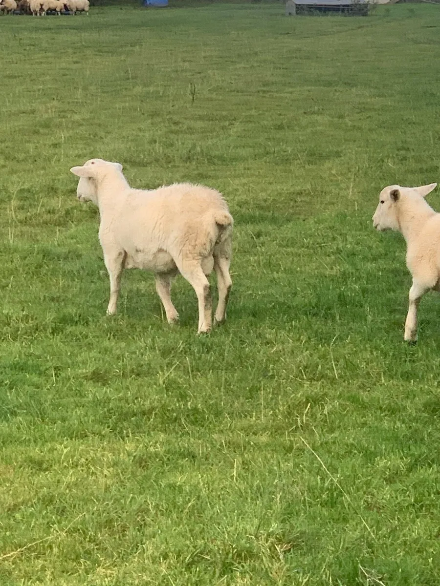 Easy care ram - Image 1