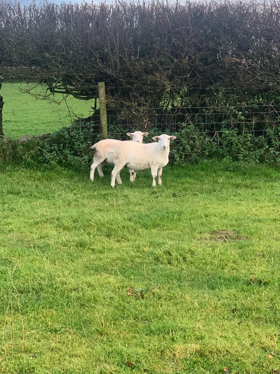 Easy care ram - Image 3