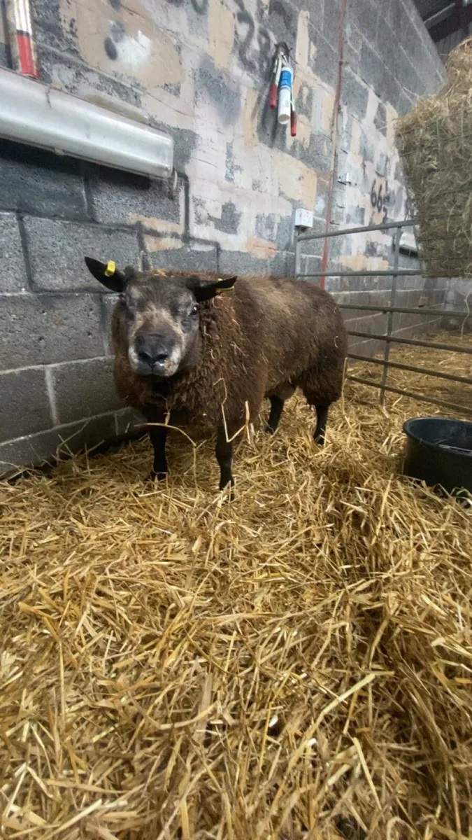 ⭐️super blue texel ram lamb⭐️ - Image 1
