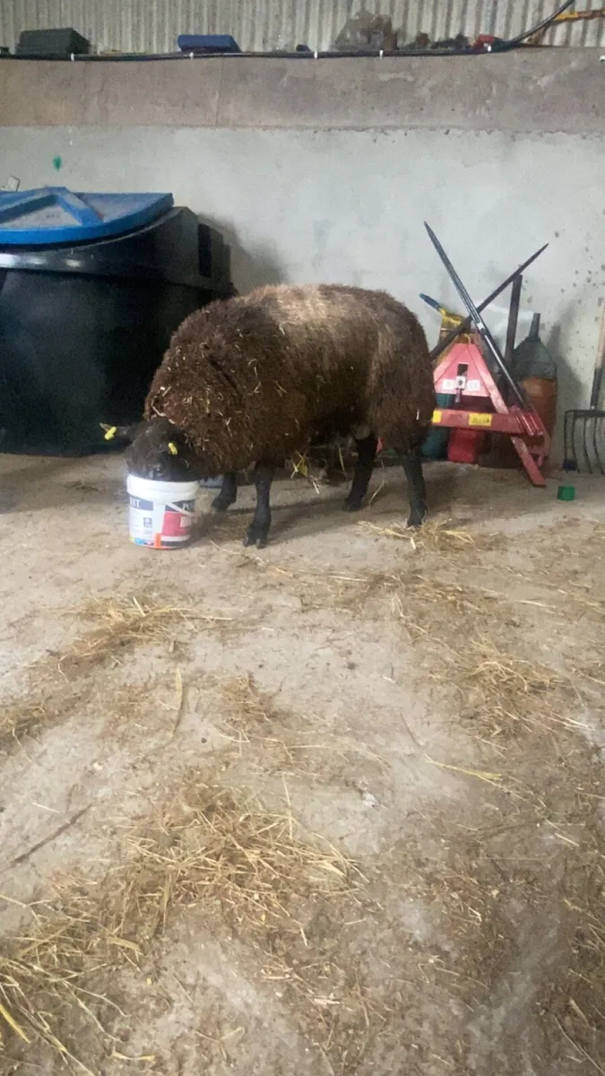 ⭐️super blue texel ram lamb⭐️ - Image 2