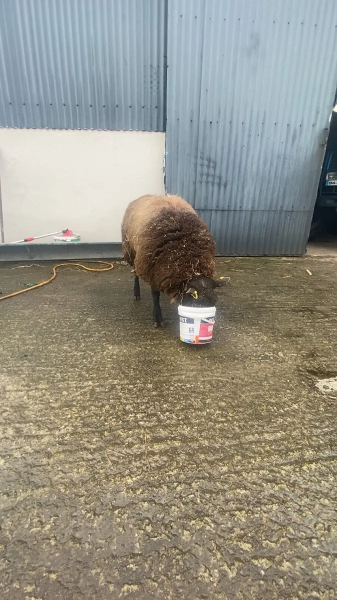 ⭐️super blue texel ram lamb⭐️ - Image 4