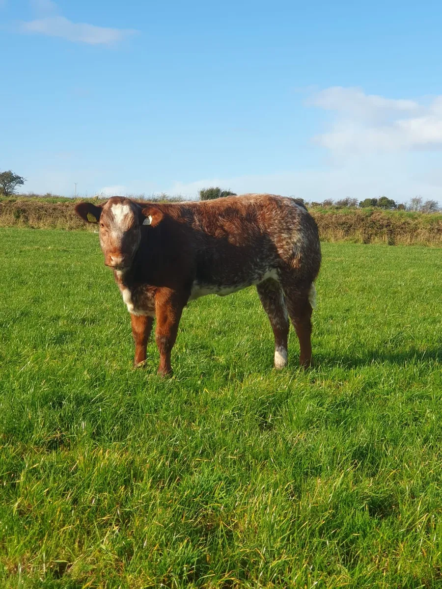 ☆☆smashing heifers☆☆ - Image 1