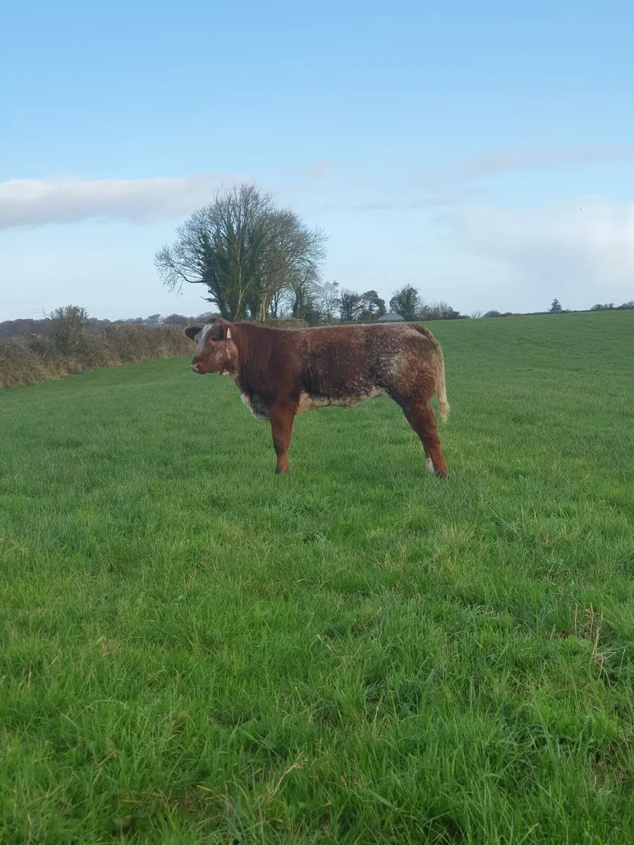 ☆☆smashing heifers☆☆ - Image 2