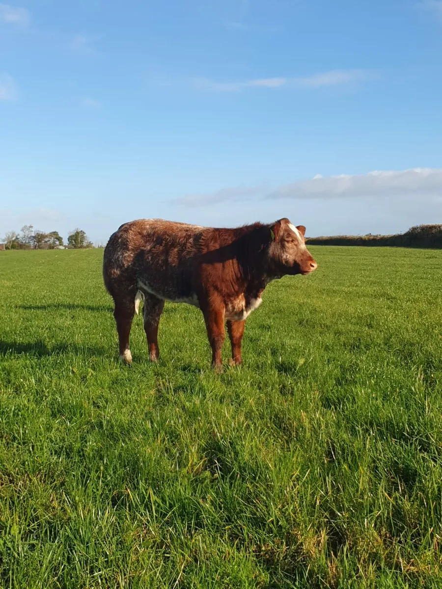 ☆☆smashing heifers☆☆ - Image 3